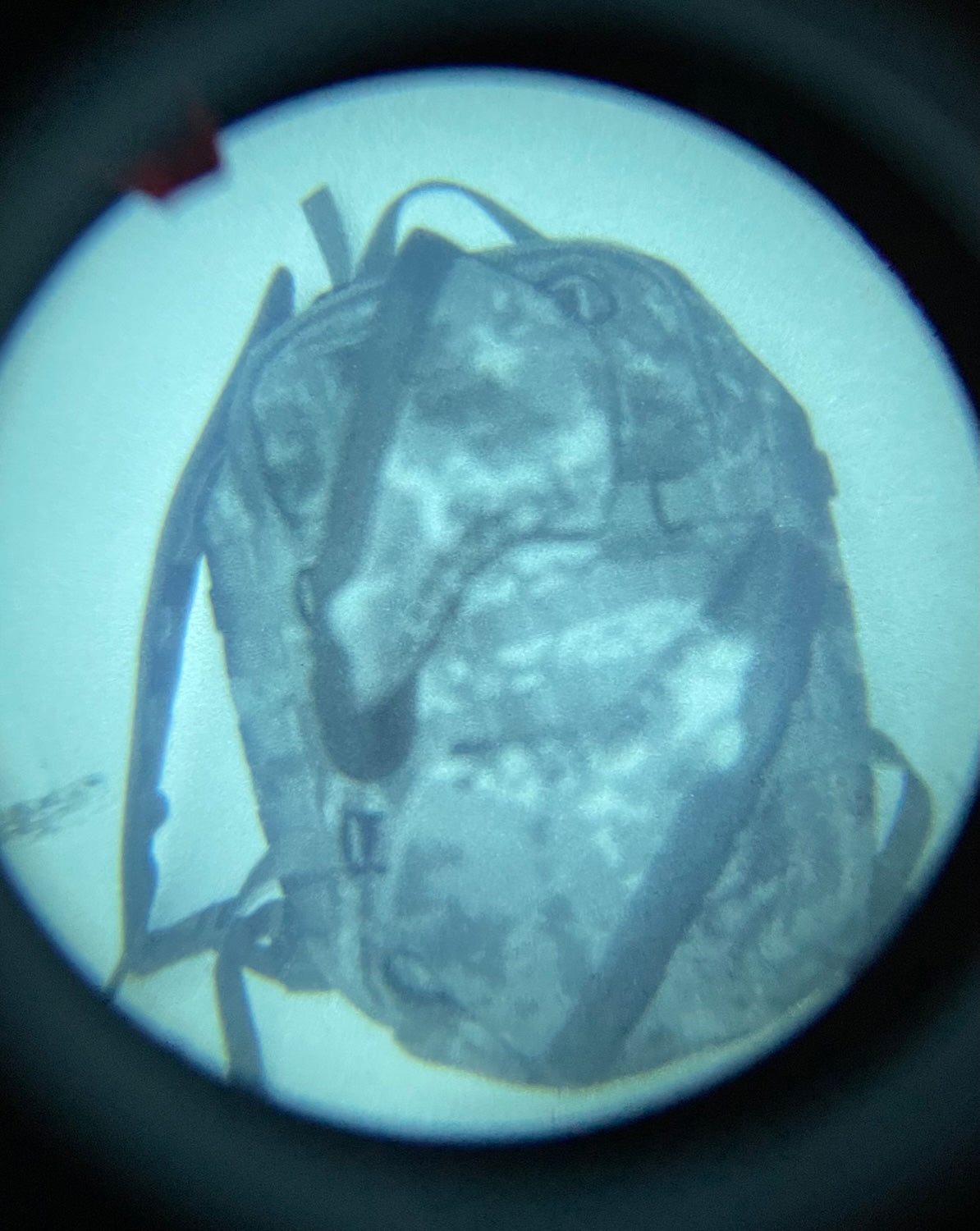NIR properties of the M05 shoes when viewed with NODs and the IR illuminator turned on - looks good for nighttime operations.